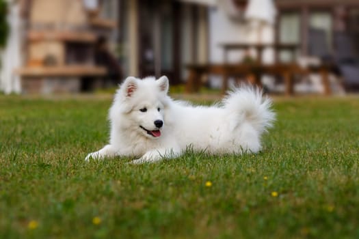 White puppy Samoyed husky lying on a green lawn