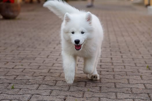 White puppy Samoyed husky running on the pavement with his tongue hanging out