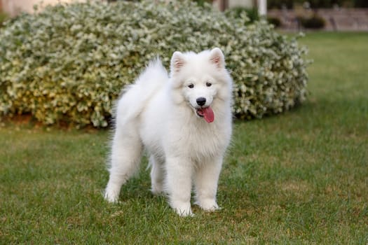 White puppy of samoyed husky sitting on a green lawn