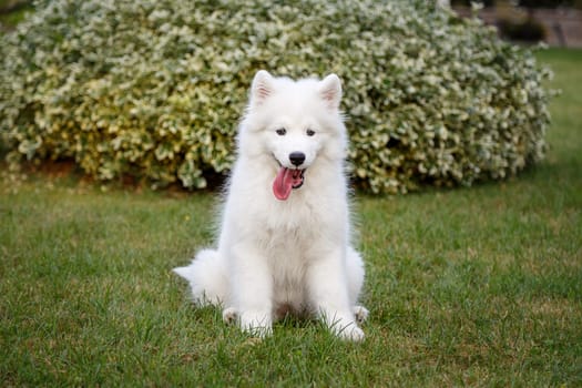 White puppy of samoyed husky sitting on a green lawn