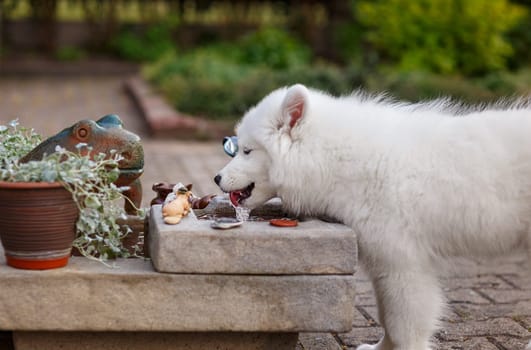 White puppy of samoyed husky fondling water in a fountain