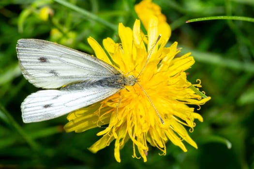 Green-veined white Butterfly on Dandelion close up