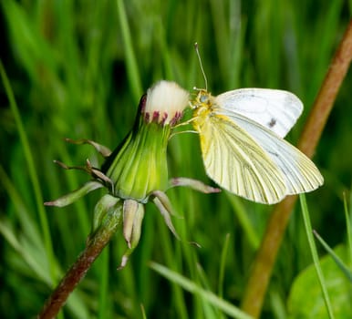 Green-veined white Butterfly on Dandelion close up