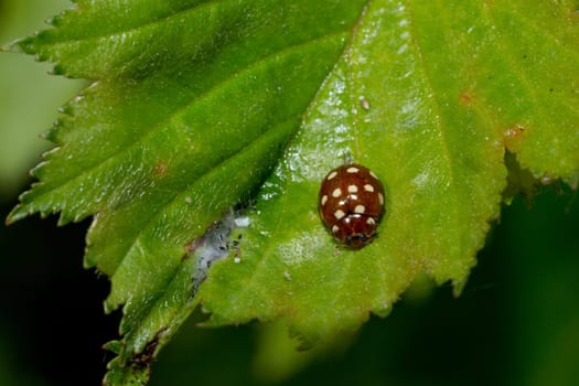 Cream-spot ladybird on Green Leaf.