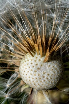 Dandelion Seedhead with Seeds close up.