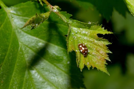 Cream-spot ladybird on Green Leaf.