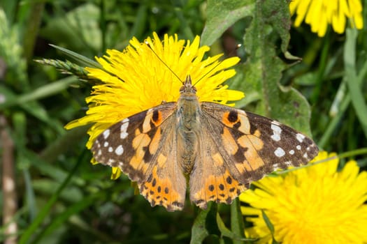 Butterfly Sitting on Dandelion close up.