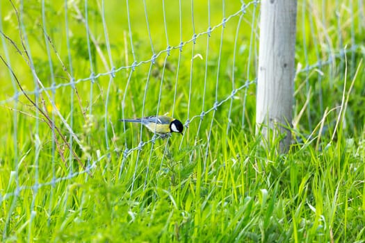 Great Tit Bird Sitting on Metal Fence with green grass.