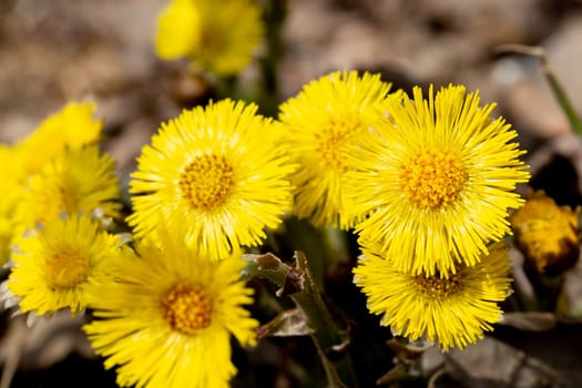 Tussilago farfara Flowers Close Up.