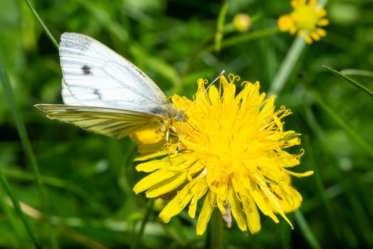Green-veined white Butterfly on Dandelion close up