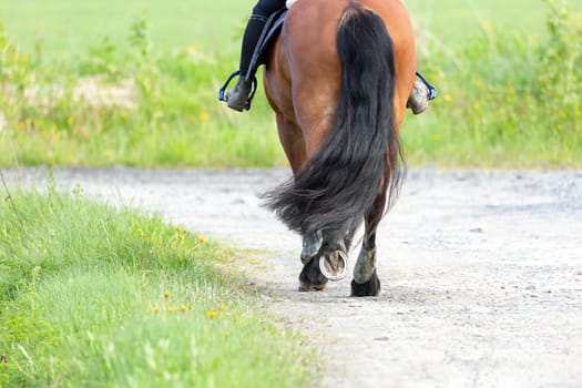 Person Riding Brown Horse on gravel road by green grass.