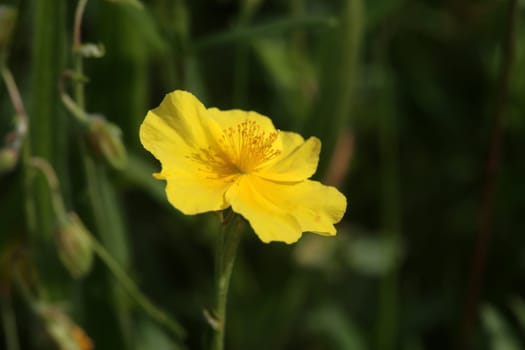 Sunrose Helianthemum nummularium