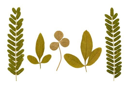 Set of dry pressed leaves of various shapes of different flower and trees isolated on white