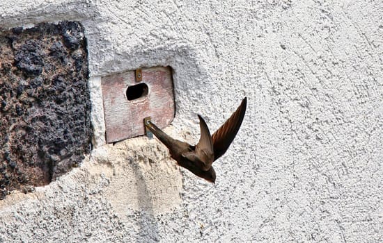 Swift Apus apus at the Hagenbachtor in Breisach