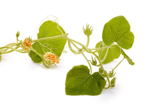 Young green pumpkin sprout isolated on a white background. Concept of gardening and future yield, harvest. Spring sprout, gardening. Vegetable growing.