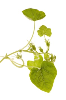 Young green pumpkin sprout isolated on a white background. Concept of gardening and future yield, harvest. Spring sprout, gardening. Vegetable growing.