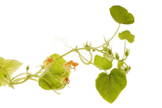Young green pumpkin sprout isolated on a white background. Concept of gardening and future yield, harvest. Spring sprout, gardening. Vegetable growing.