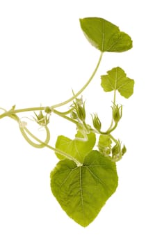 Young green pumpkin sprout isolated on a white background. Concept of gardening and future yield, harvest. Spring sprout, gardening. Vegetable growing.