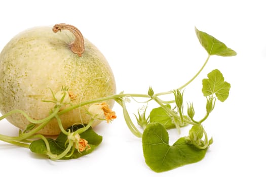 Young green pumpkin sprout and ripe pumpkin. Concept of gardening and future yield, harvest. Spring sprout, gardening. Vegetable growing.
