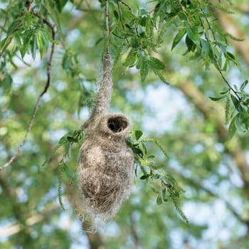 Nest of a Penduline Tit (Remiz pendulinus) in spring in a nature reserve near Magdeburg in Germany