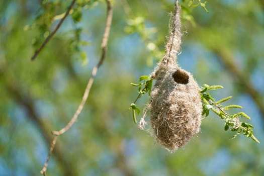Nest of a Penduline Tit (Remiz pendulinus) in spring in a nature reserve near Magdeburg in Germany