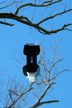 A trap with attractants for the detection of the Asian longhorn beetle in Magdeburg in Germany