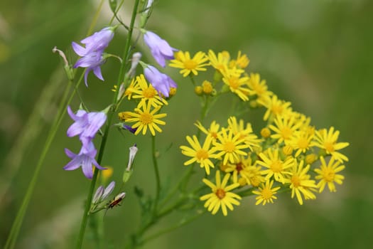 Senecio jacobaea with bellflower in the Liliental near Ihringen