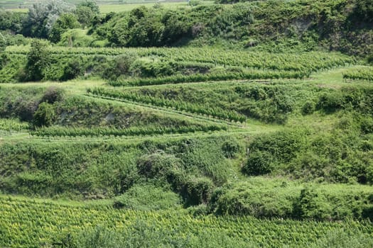 In the vineyards near Kiechlinsbergen in the Kaiserstuhl