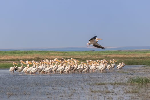 white pelicans (pelecanus onocrotalus) in Danube Delta, Romania
