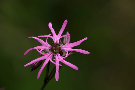 Cuckoo carnation Silene flos-cuculi or Lychnis flos-cuculi