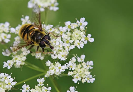 Skull hoverfly Myathropa florea frontal