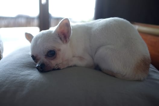 Chihuahua dog sleeping on a pillow