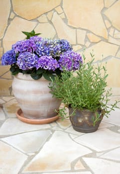 beautiful place in the garden in the mediterranean style, lavender and hortensia