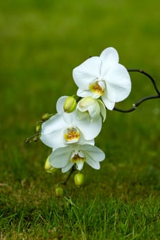 Beautiful white orchid  - phalaenopsis