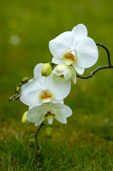 Beautiful white orchid  - phalaenopsis