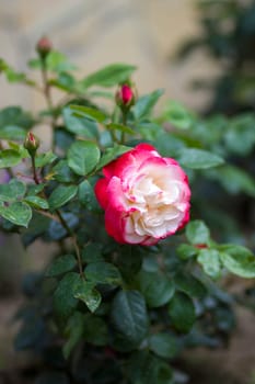 rose in the garden - close up