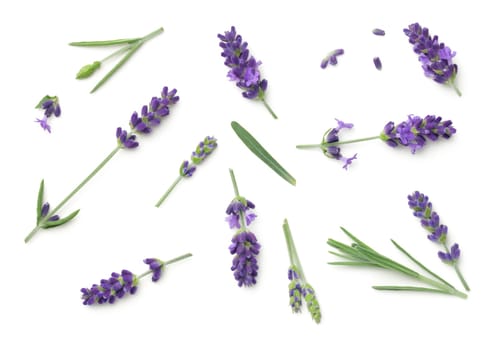 Lavender flowers isolated on white background. Top view, flat lay