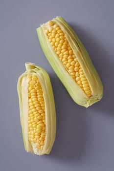 Two fresh corn on the cob, maize or sweet corn with outer leaves on a grey background