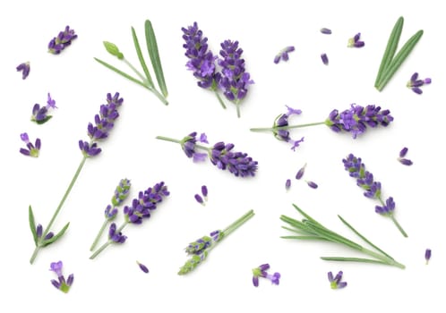 Lavender flowers isolated on white background. Top view, flat lay