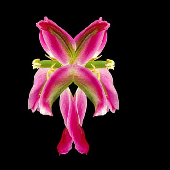 Tulips are reflected in her last dance
