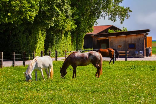 Three horses stand in the sun and let the grass relish.