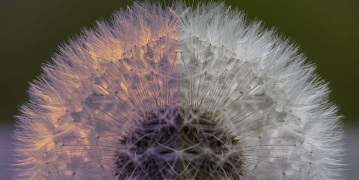 Dandelion with two different colored screens.