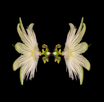 Passiflora as a double variant in its radiant beauty.