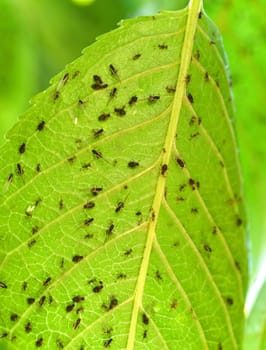 Aphis