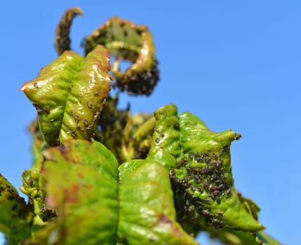 Aphis