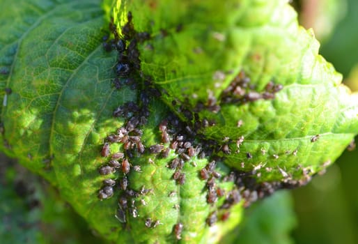 Aphis