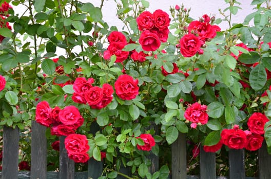 red roses