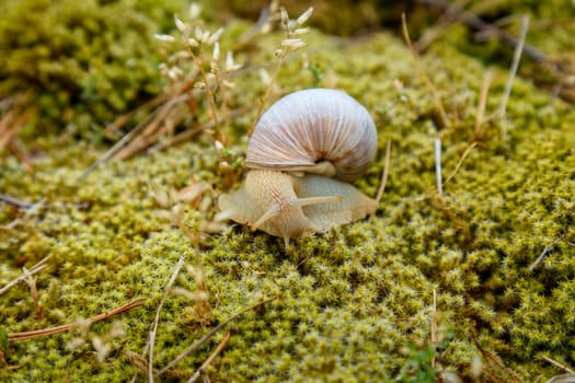 Snail sitting on the surface of the moss in natural conditions