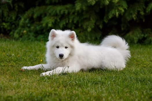White puppy Samoyed husky lying on a green lawn