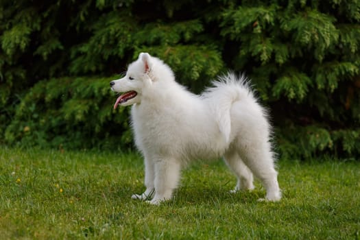 White puppy of samoyed husky standing in rack on green grass